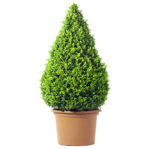 serada decor & plant Videolu Dekoratif Bitkisi Şimşir (20 40 CM)1 Adet Saksılı Dış Mekan Bitkisi Buxus Japonica Rococo