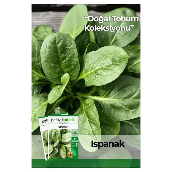 Yerli Ispanak Tohumu Gcl114