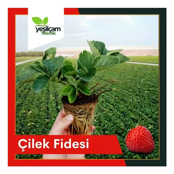 Yeşilçam Fidancılık Çilek Fidesi Yediveren (6'lı)