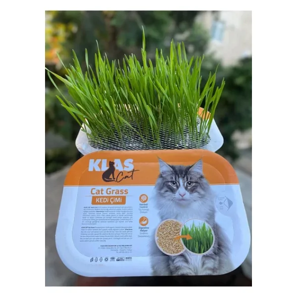 KorPet Kedi Çimi Tüy Yumağı Önleyici Fileli Kedi Çimi Organik
