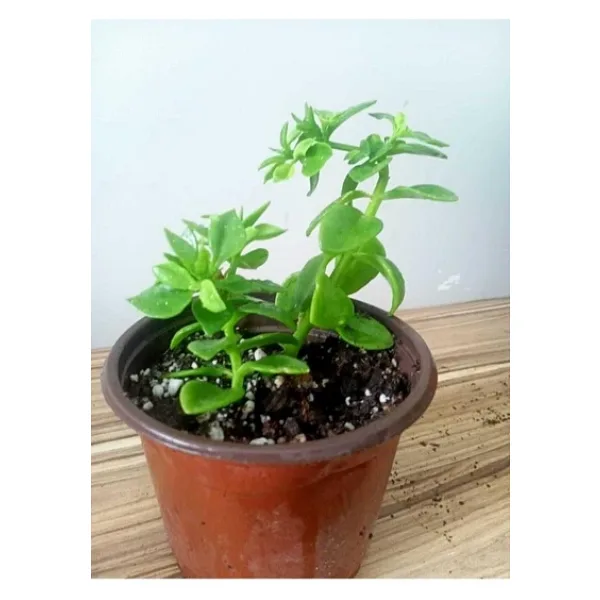 Buz Çiçeği Fidesi Aptenia Cordifolia 3 Adet 10-20 cm