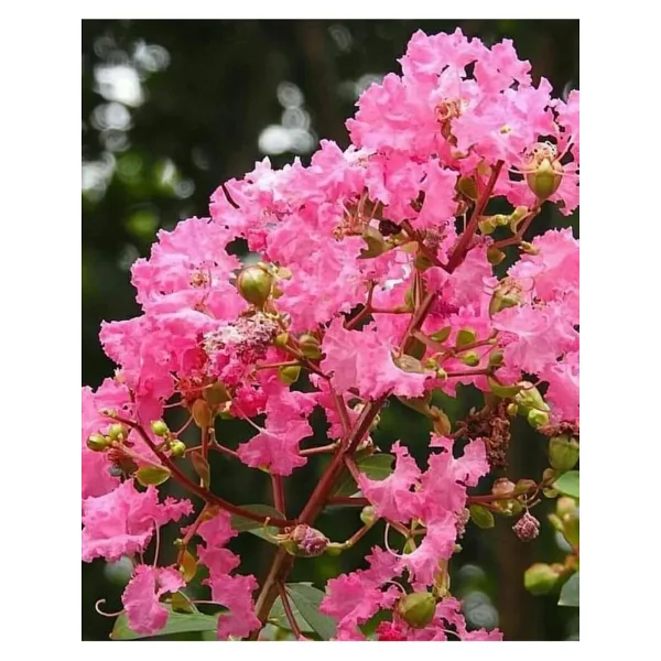 Fidanyolu Oya Ağacı Pembe 1 metre