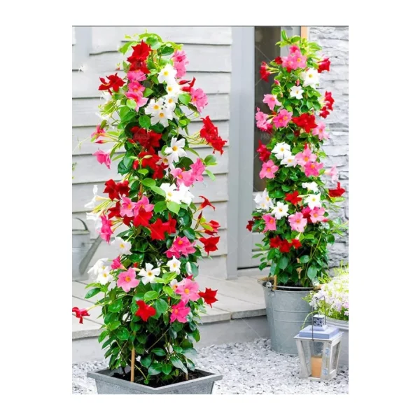 Bitkim Sende Karışık Renkli Mandevilla Sarmaşık Bitkisi 30-60 cm Pembe, Kırmızı ve Beyaz Çiçekli