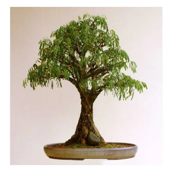 Bodur Bonsai Kıbrıs Akasyası Tohumu 5 Tohum + Süpriz Bonsai Ağacı Tohumu