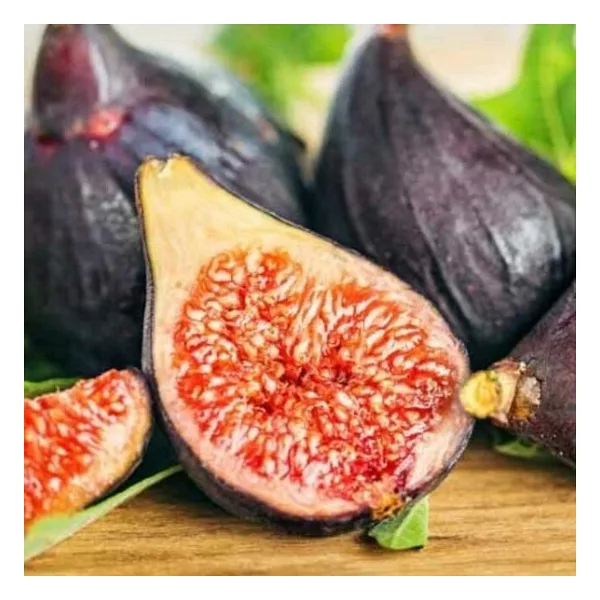 Seneye Meyve Verir Durumda Soğuklara Dayanılı Ficus Carica Ronde De Bordeaux İncir Fidanı Kendine Verimli