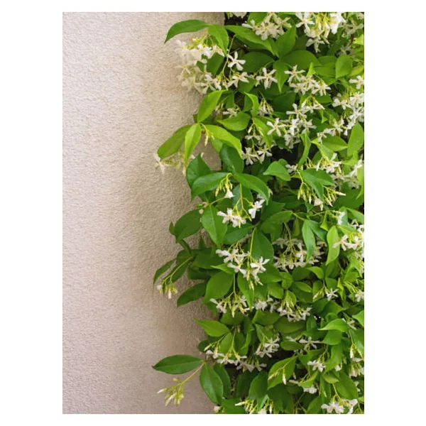 serada decor & plant Videolu Yasemin Beyaz Çiçekli Kokulu Şarmaşık (90-120 Cm)1 Adet Dış Mekan Bitkisi Star Jasmine