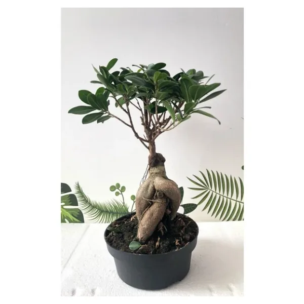Ithal Bonsai Ficus Ginseng 1000Gr Gövde