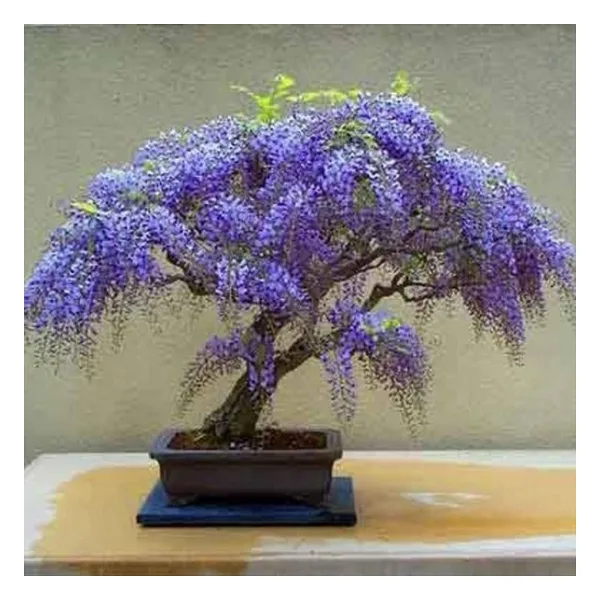 Bodur Bonsai Jakaranda Ağacı Tohumu 5 Tohum + Toprak+Saksı+Hediye