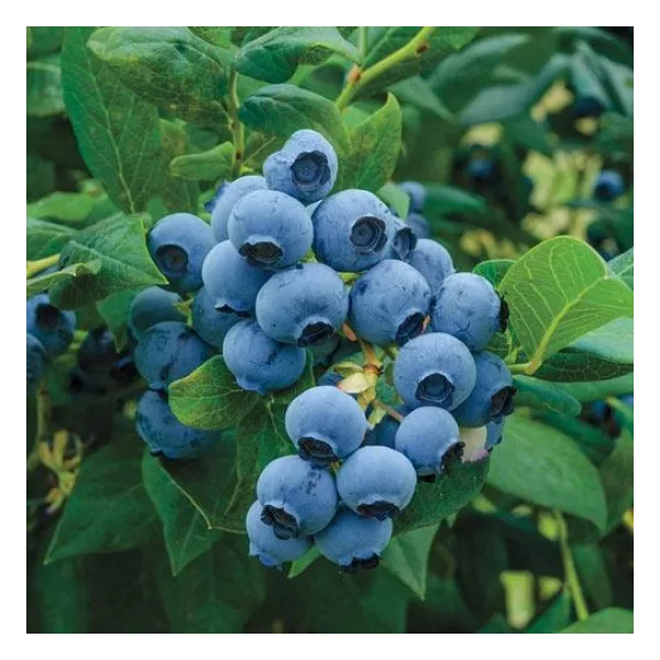 Meyve Vermeye Hazır Saksıda Bluberyy Yaban Mersini Mavi Yemiş Fidanı 50-70cm