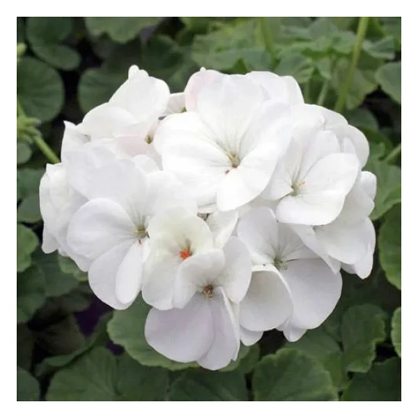 Beyaz Sardunya Fidesi Geranium Maverick White