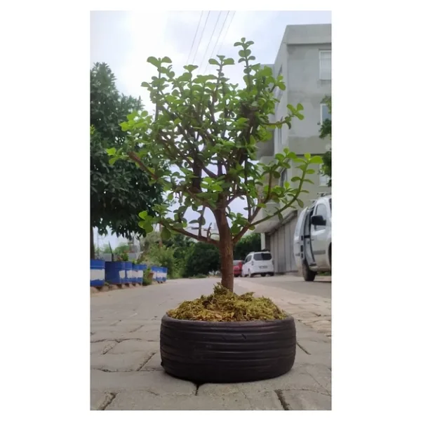 Bonsai Para Ağacı - Para Çiçeği - Bereket Ağacı Dekoratif Saksılı