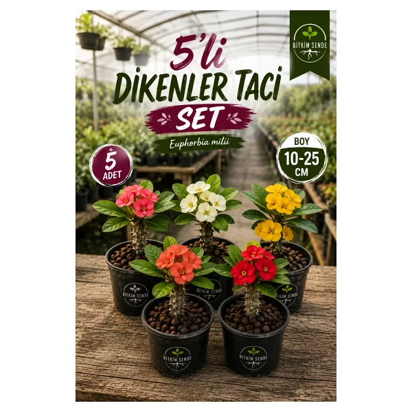 Bitkim Sende Videolu Milli Dikenler Tacı (15-25 Cm ) 5 Farklı Renk Saksılı Kaktüs Euphorbia