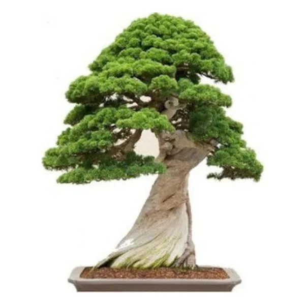 Bodur Bonsai Okaliptüs Ağacı Tohumu 5 Tohum+Saksı+Toprak+Hediye T
