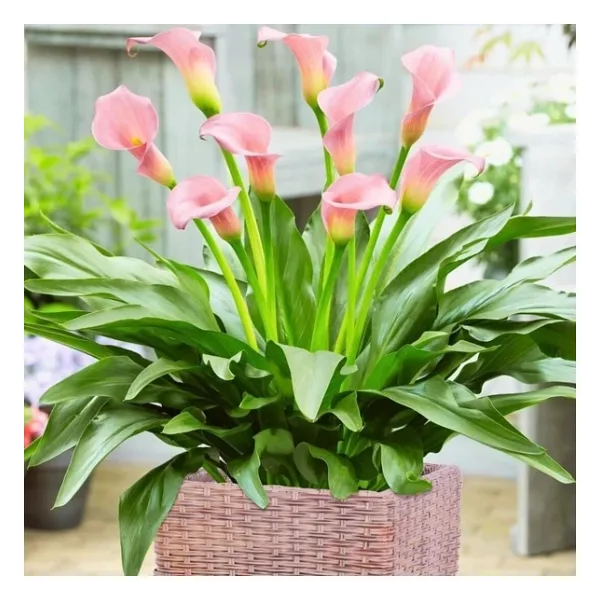 Crystal Blysh Calla Gala Çiçeği Soğanı (1 Adet Soğan)
