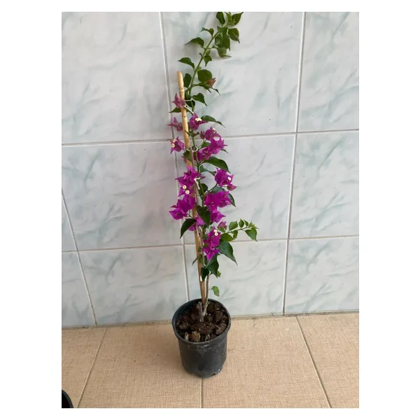 FİDANLIDAN Mor Begonvil Çiçeği Fidanı 10-20 cm