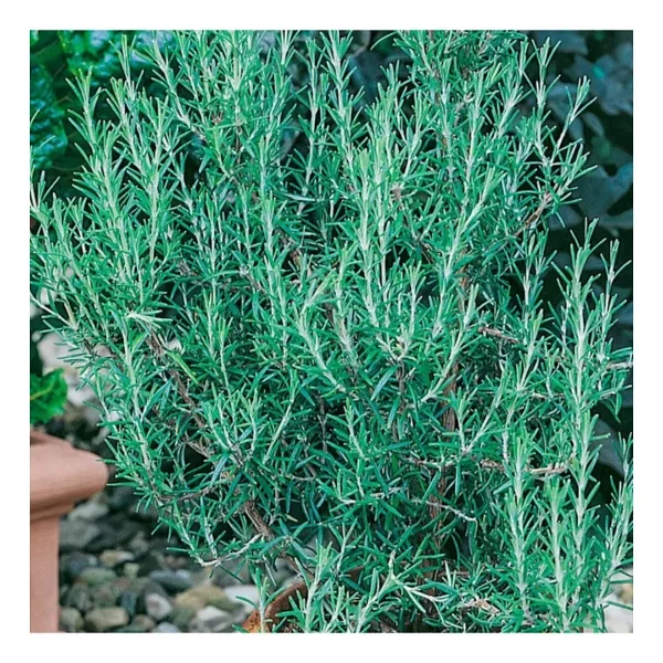 Floramut Rosmarin Blue Winter Yayılıcı Biberiye Fidesi-2 Adet