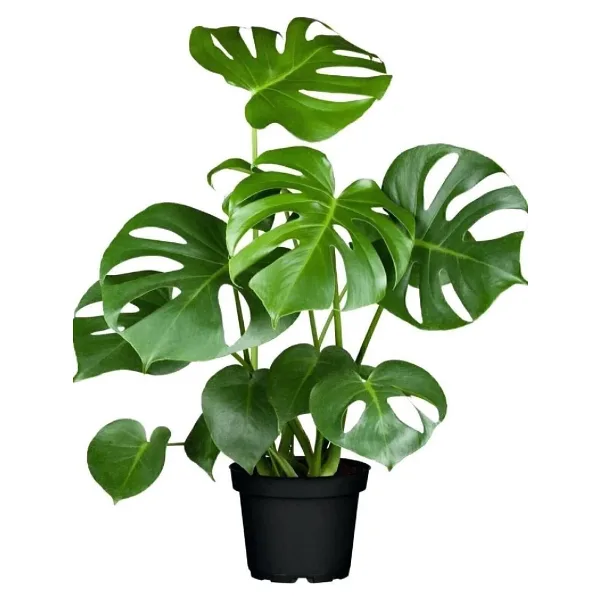 Bizim Bahçe Çiçekçilik Monstera Deliciosa Deve Tabanı Bitkisi 40-50 Cm