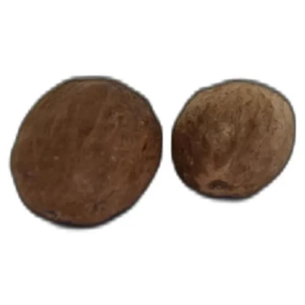 Doğal Muskat Hint Cevizi Küçük Hindistan Cevizi 10 GRAM Paket