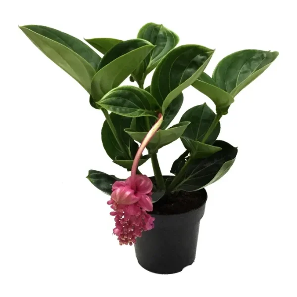 Medine Gülü (Medinilla Magnifica)
