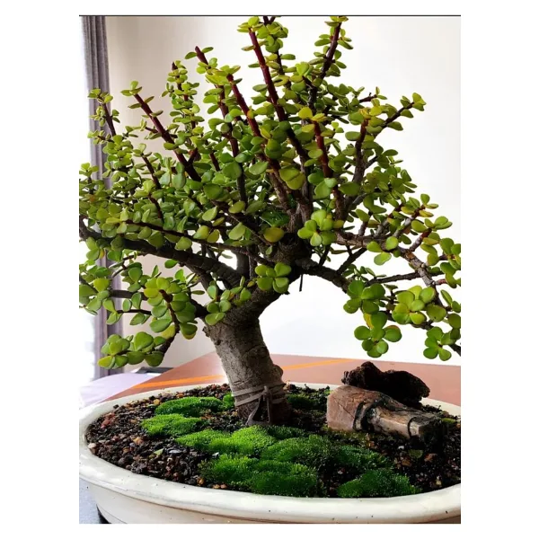 Bitkim Sende Ofis Salon Çiçeği Saksılı Yeşim Çiçeği 15-30 cm İç Mekan Bitkisi (Portulacaria Afra )
