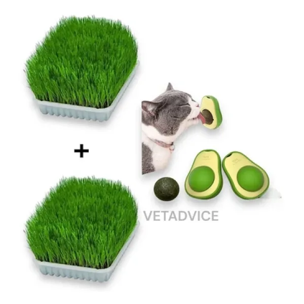 vet advice Kedi Çimi Seti 2 Adet Kedi Çimi 1 Adet Kedi Avokado catnip Set