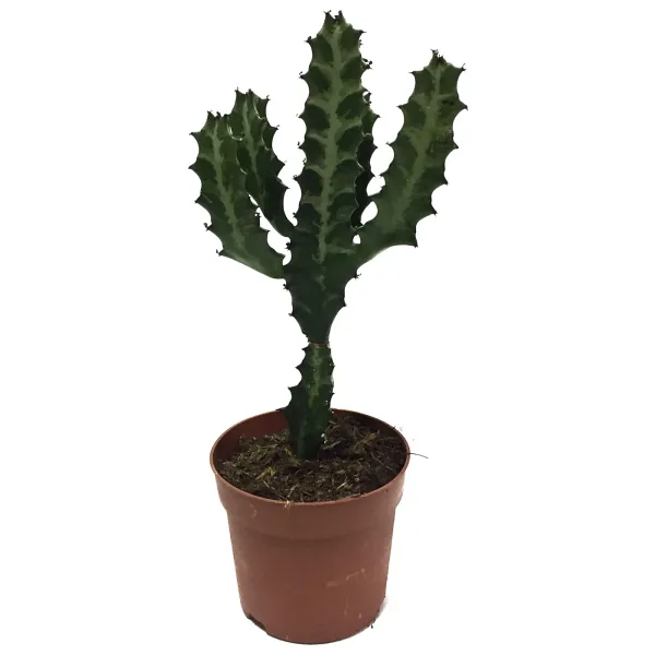 Euphorbia Trigona (Süt Ağacı)
