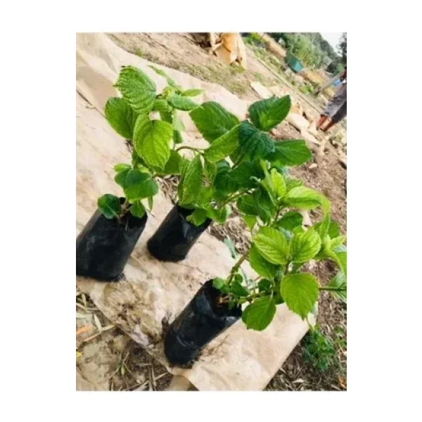 Ebruli Mavi Ortanca Çiçeği Fidanı 10-20 Cm