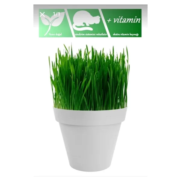 Tohumcumm Tüy Yumağı Önleyici %100 Doğal Kedi Çimi Tohumu (tohum,toprak,saksı)