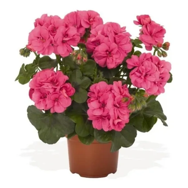 Canlı Saksılı Sardunya Çiçeği Fidanı Pembe 10-20 Cm