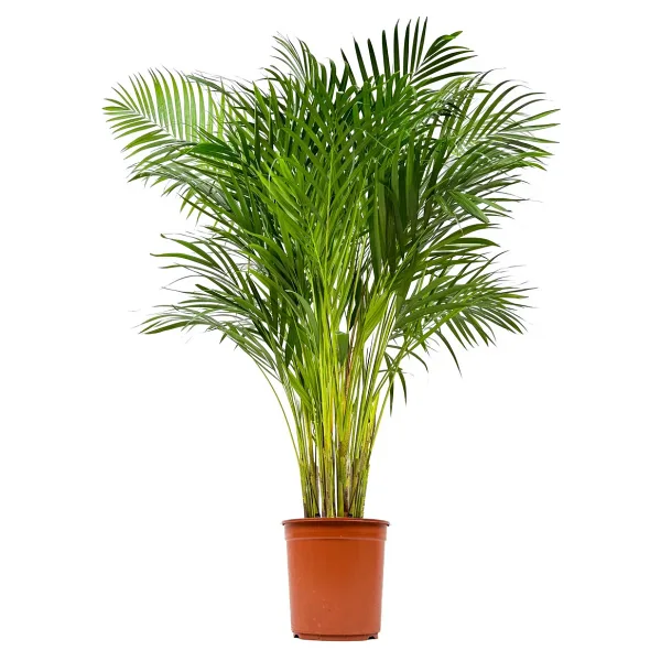 Fidanburada Areka Palmiyesi Large -Areca Dypsis Lutescens