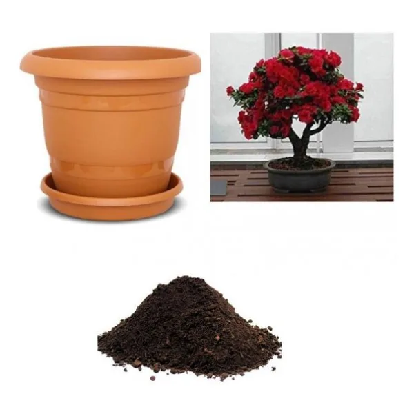 İthal Bodur Kırmızı Gül Bonsai AğacıTohumu Ekim Seti