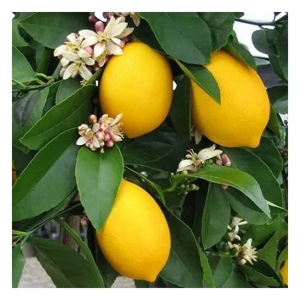 3 Yaş Aşılı 2 Adet Yediveren Bodur Mayer Limon Fidanı