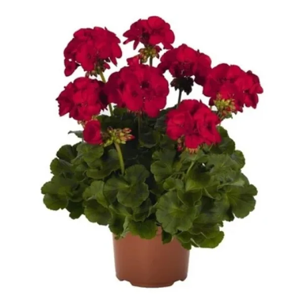Koyu Kırmızı Sardunya Çiçeği Fidanı 10-20 Cm