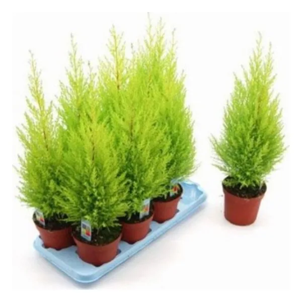 Paket Servi Limon Ağacı Tohumu 110 Adet Tohum + Toh