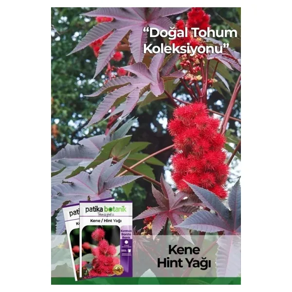 5 Adet Kene Çiçeği (Ricinus Communis) Çiçek Tohumu