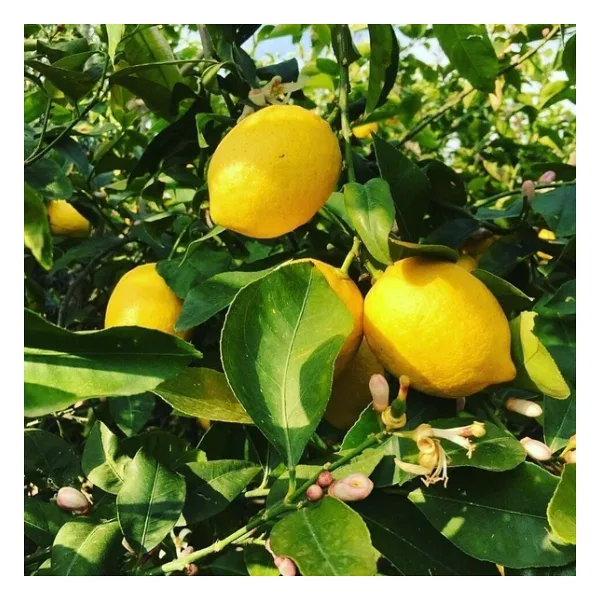 7 Yaş Aşılı Yediveren Limon Fidanı, Saksıda