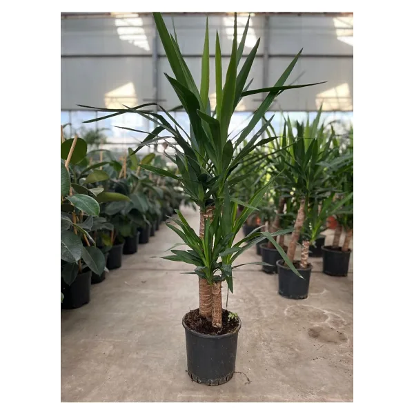 Su Plant Yucca - Yuka Bitkisi Iki Gövdeli Yucca Avize Çiçeği Canlı Salon Bitkisi 80 - 100 cm