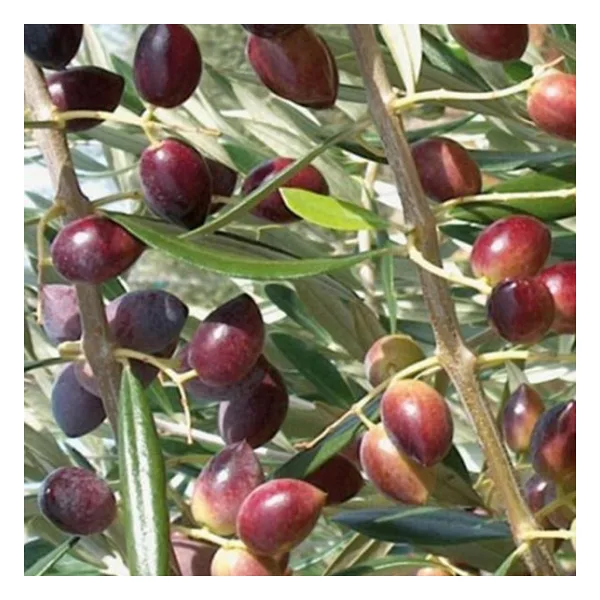 Tüplü Manzalina Zeytin Fidanı