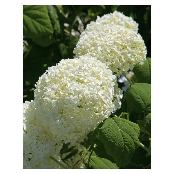 ŞKL Ortanca Hydrangea Arborescens Strong Anabel 2l-40cm
