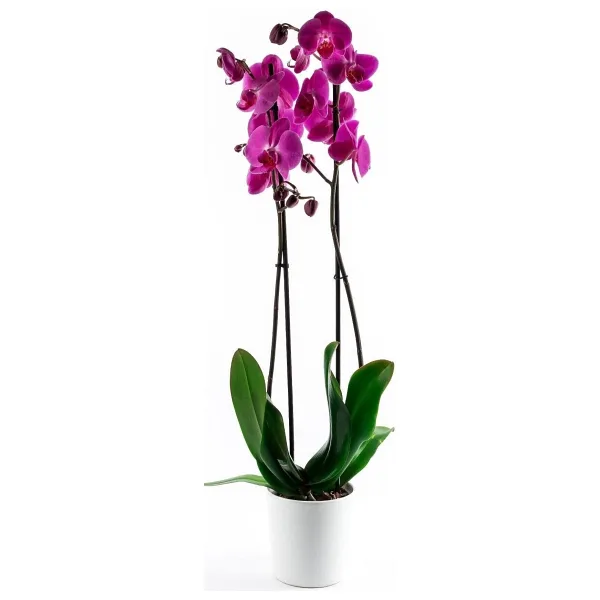 Bizim Bahçe Çiçekçilik Yosun Çiçekçilikten Mor Orkide Çiçeği 70-80 Cm 2 Dallı Canlı Çiçek