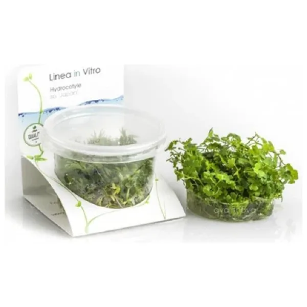 Hydrocotyle Tripartita - Sp. Japan In Vitro 200cc Canlı Bitki