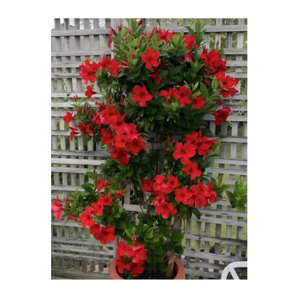Gardenbox Canlı Kırmızı Çiçekli Mandevilla-Sandavilla Sarmaşık 30-60 cm Saksılı Dış Mekan Bitkisi