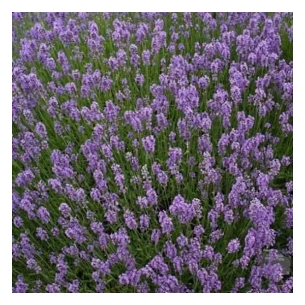 e-fidancim Lavandula Angustifolia Lavanta Çiçeği Tohumu(25000 tohum)