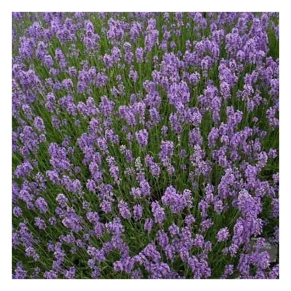 e-fidancim Lavandula Angustifolia Lavanta Çiçeği Tohumu(10 gram)