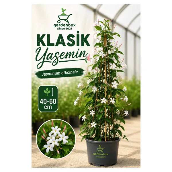 Gardenbox Mis Kokulu Klasik Yasemin Çiçeği 1 Adet Saksılı/Tüplü (30-60Cm) (Jasminum)