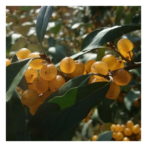 Tüplü Sarı Elaeagnus Umbellata Fortunella Şifalı Güz Zeytini Fidanı