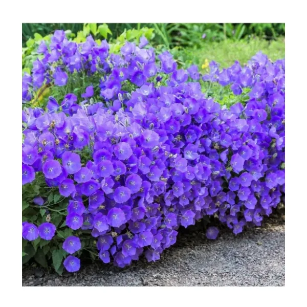 ZENGARDEN EV VE BAHÇE Campanula carpatica tohumu tussock bellflower çan çiçeği kampanula