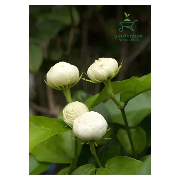 Gardenbox Mis Kokulu Katlı Ful Yasemin Çiçeği 1 ADET Saksılı 40-60Cm(Jasminum Sambac)