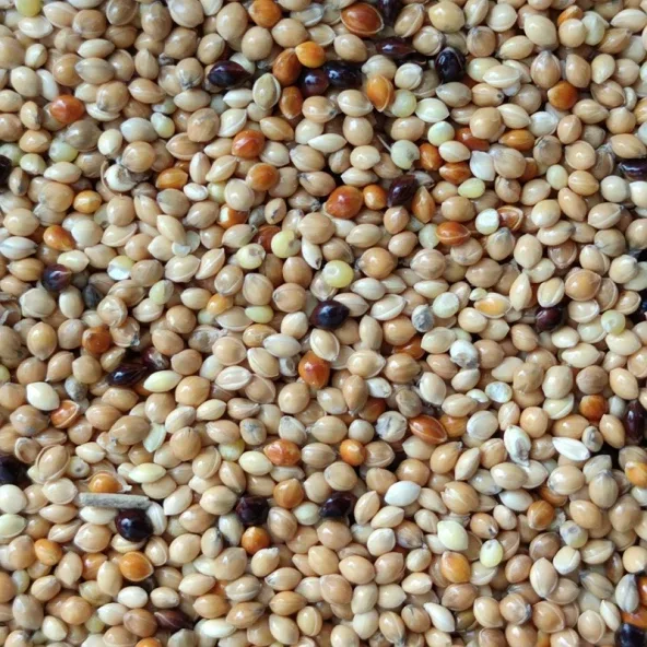 25KG KARIŞIK ÜRETİCİ MUHABBET KUŞU YEMİ ÜCRETSİZ KARGO