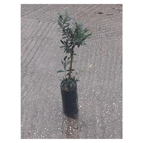 artemisiatıbbibitki Gemlik Sofralık Zeytin Fidanı
